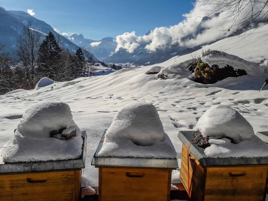 schneebedeckte Bienenkästen mit Sicht auf Glarner Berge