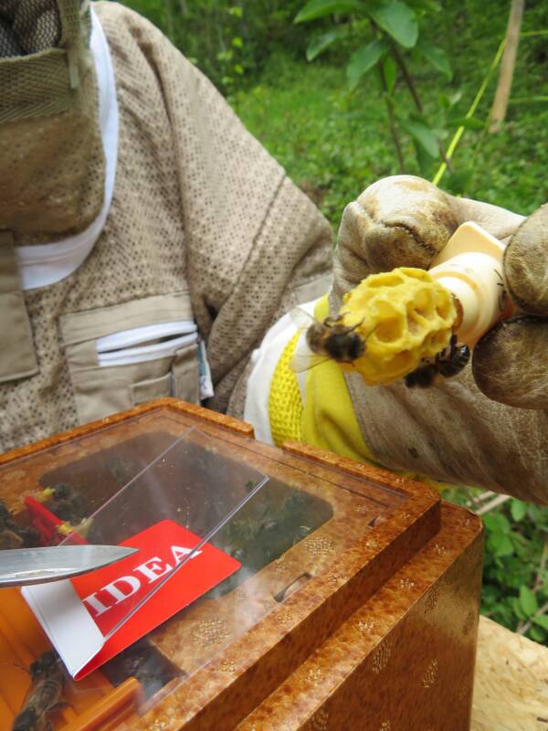 Kleine Bienenvölker in Apideas für Königinnenzucht