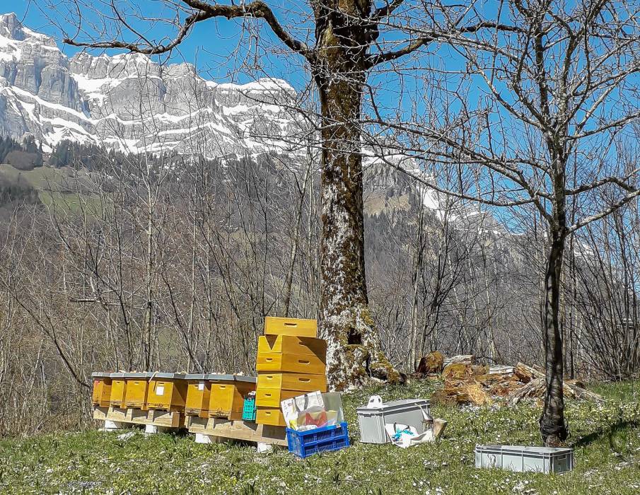 Bienenkästen. Honigräume stehen parat. Schneebedecktes Bergmassiv im Hintergrund
